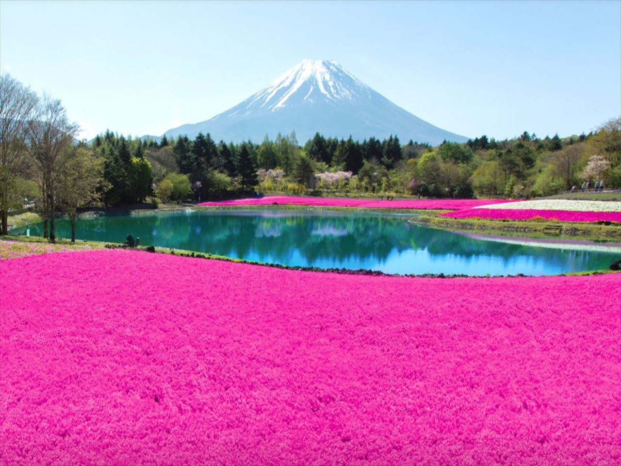 有限会社夢ツアーズ
